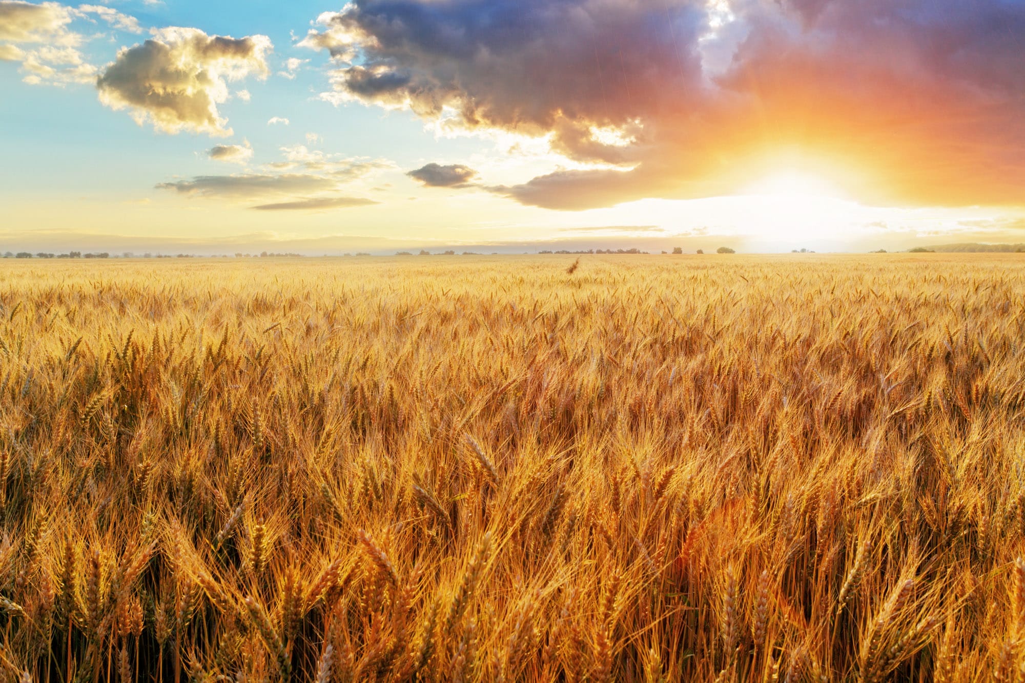 Golden wheat field at sunset under dramatic clouds