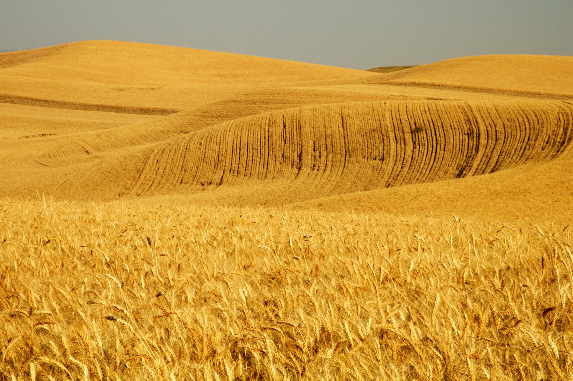 Golden wheat fields over rolling hills