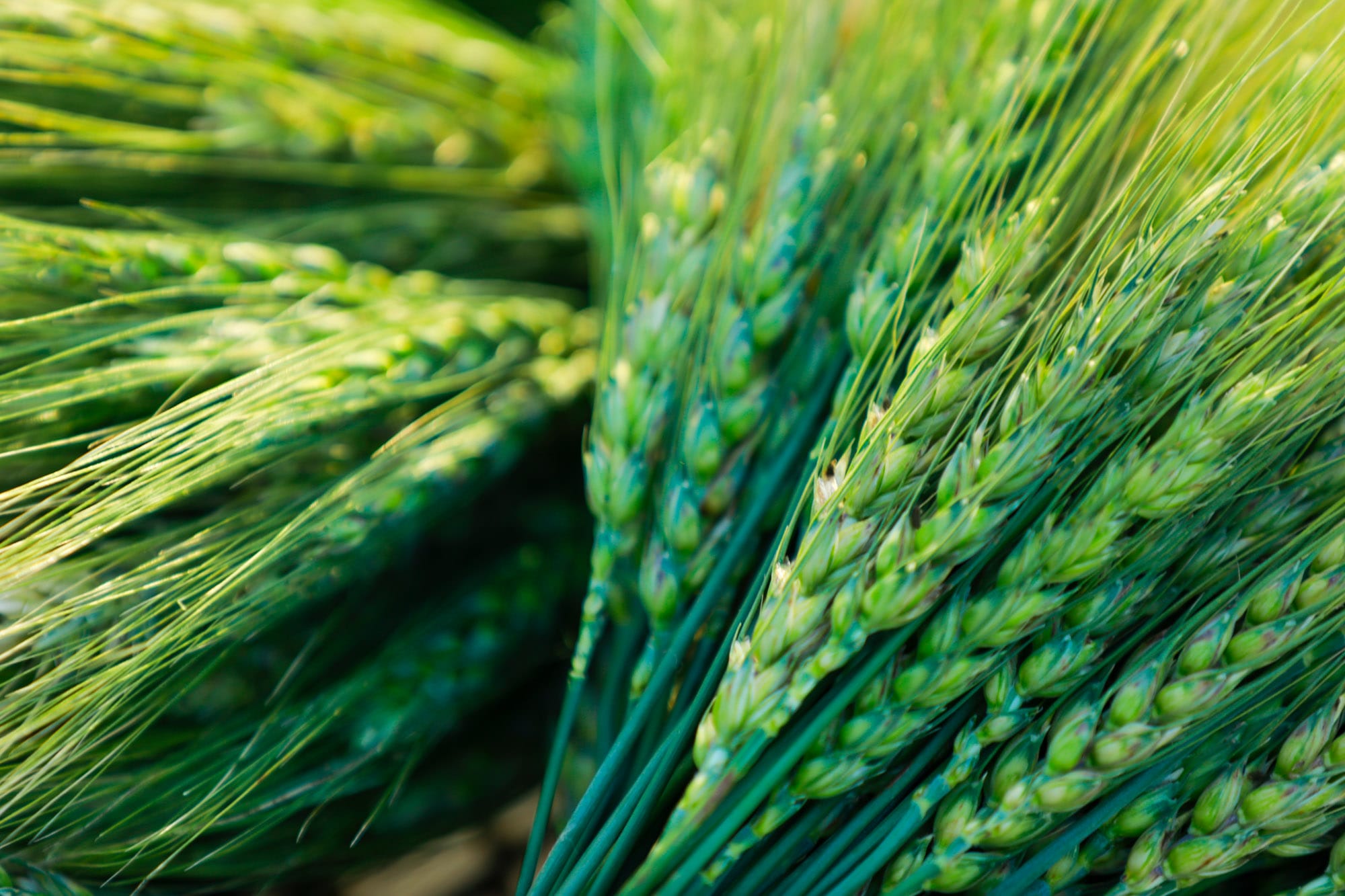 Close-up of green wheat heads in field