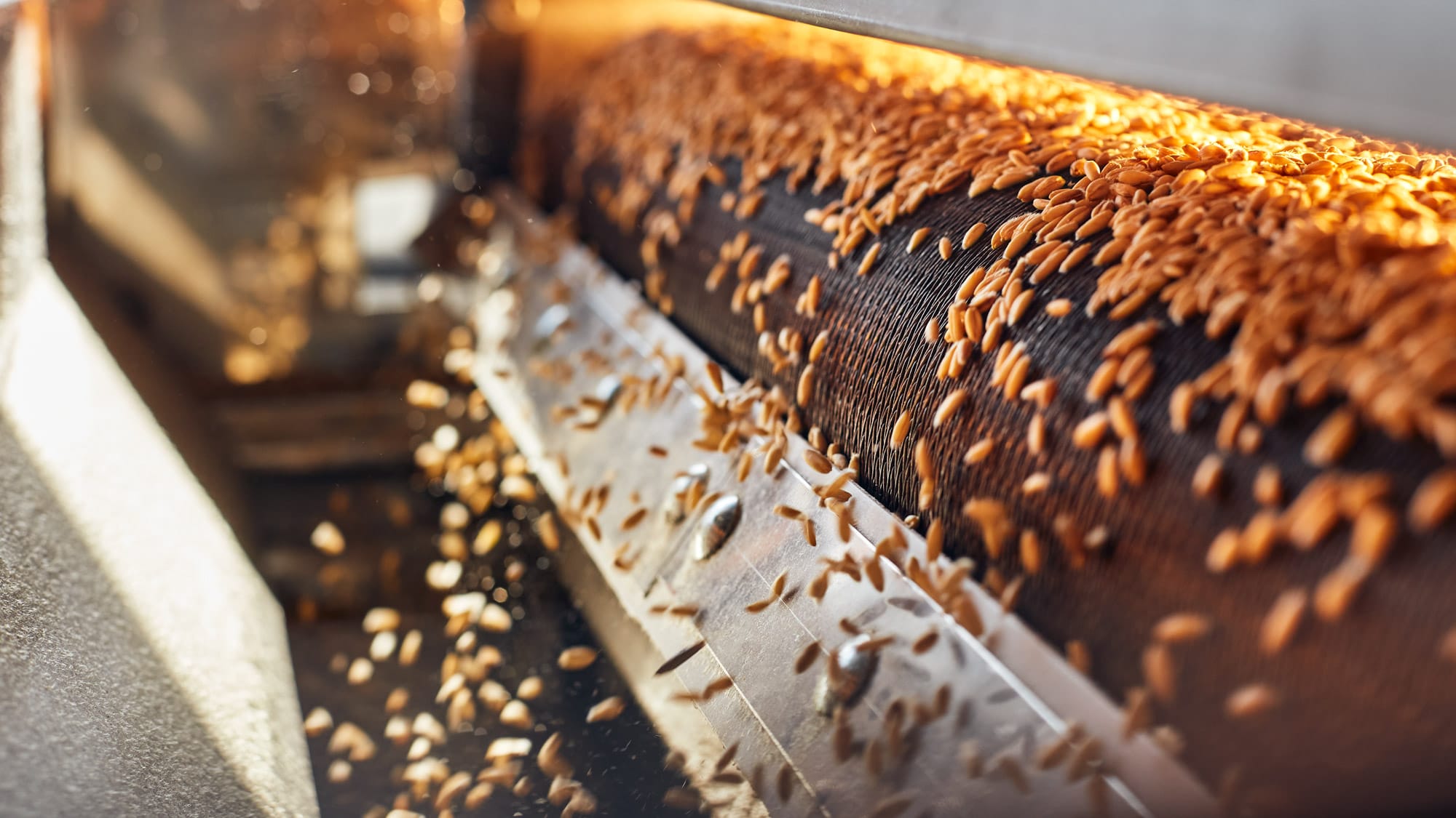 Wheat grains on industrial conveyor belt