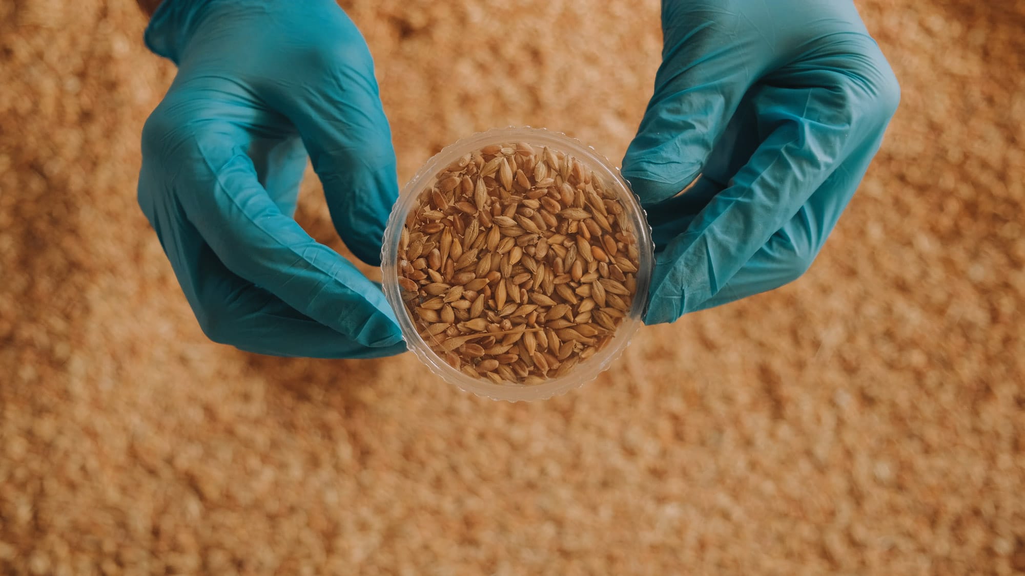 Gloved hands holding petri dish of grain seeds