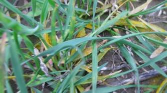 Figure 4. Small “hot spot” of stripe rust in a commercial winter wheat field along Highway 26 in Adams County, Wash., April 5, 2017.