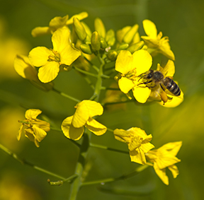 canola