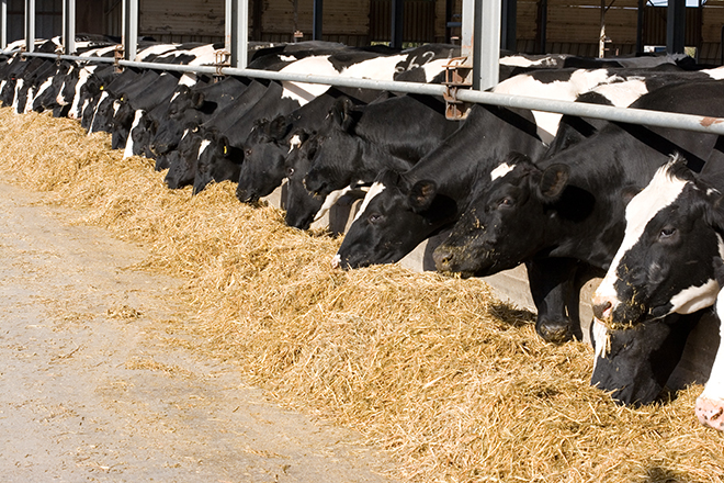 cows-feedlot-dairy-92255434
