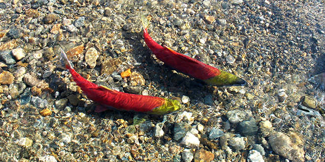 fish-sockeye-adams-river-12983407