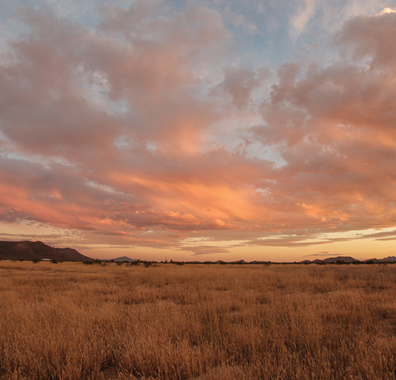 grasslands