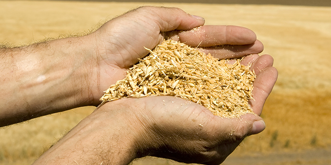 wheat-hands
