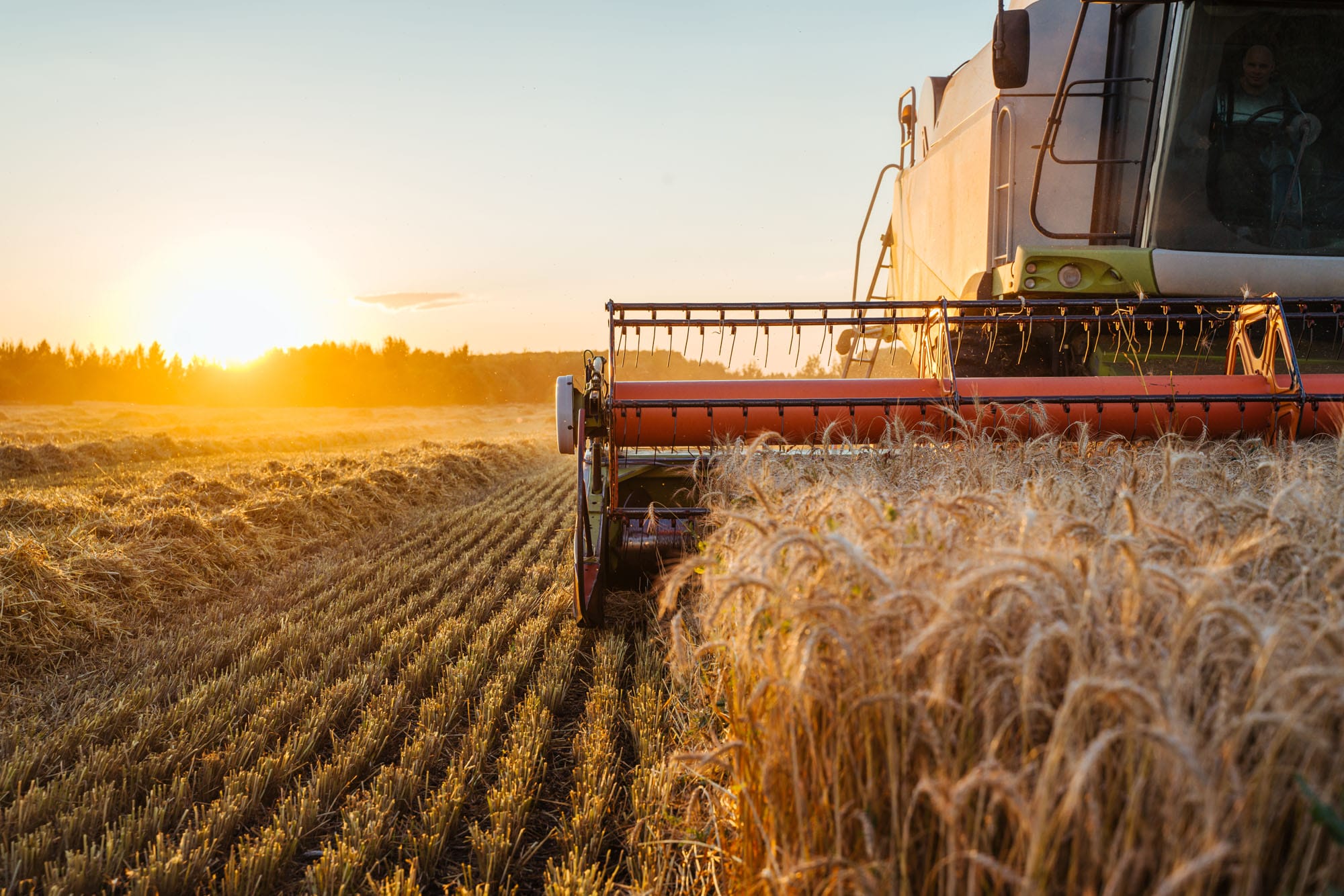Combine harvester at sunset in wheat field.