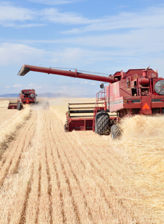wheat4