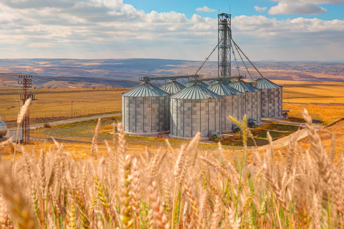 Grain silos beside golden wheat field