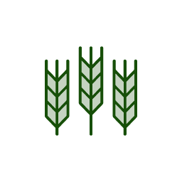 Three green wheat stalks icon