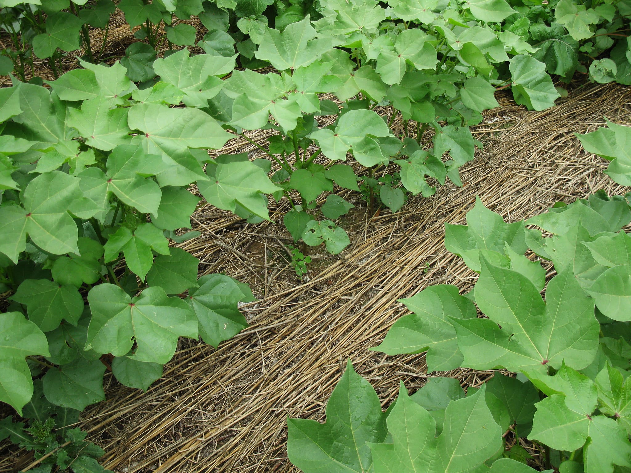 Photo_NRCS-Regenerative-Agriculture