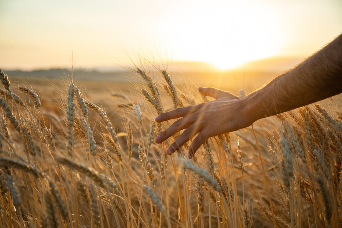 Hand brushing wheat at sunset