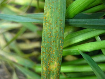 Stripe rust in winter wheat nurseries at Walla Walla, WA on April 15, 2021.