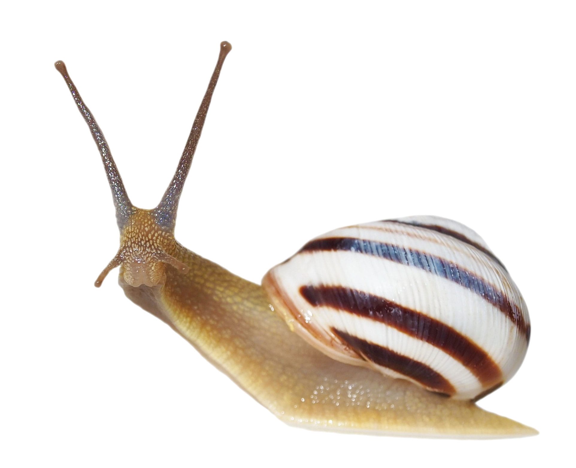 snail