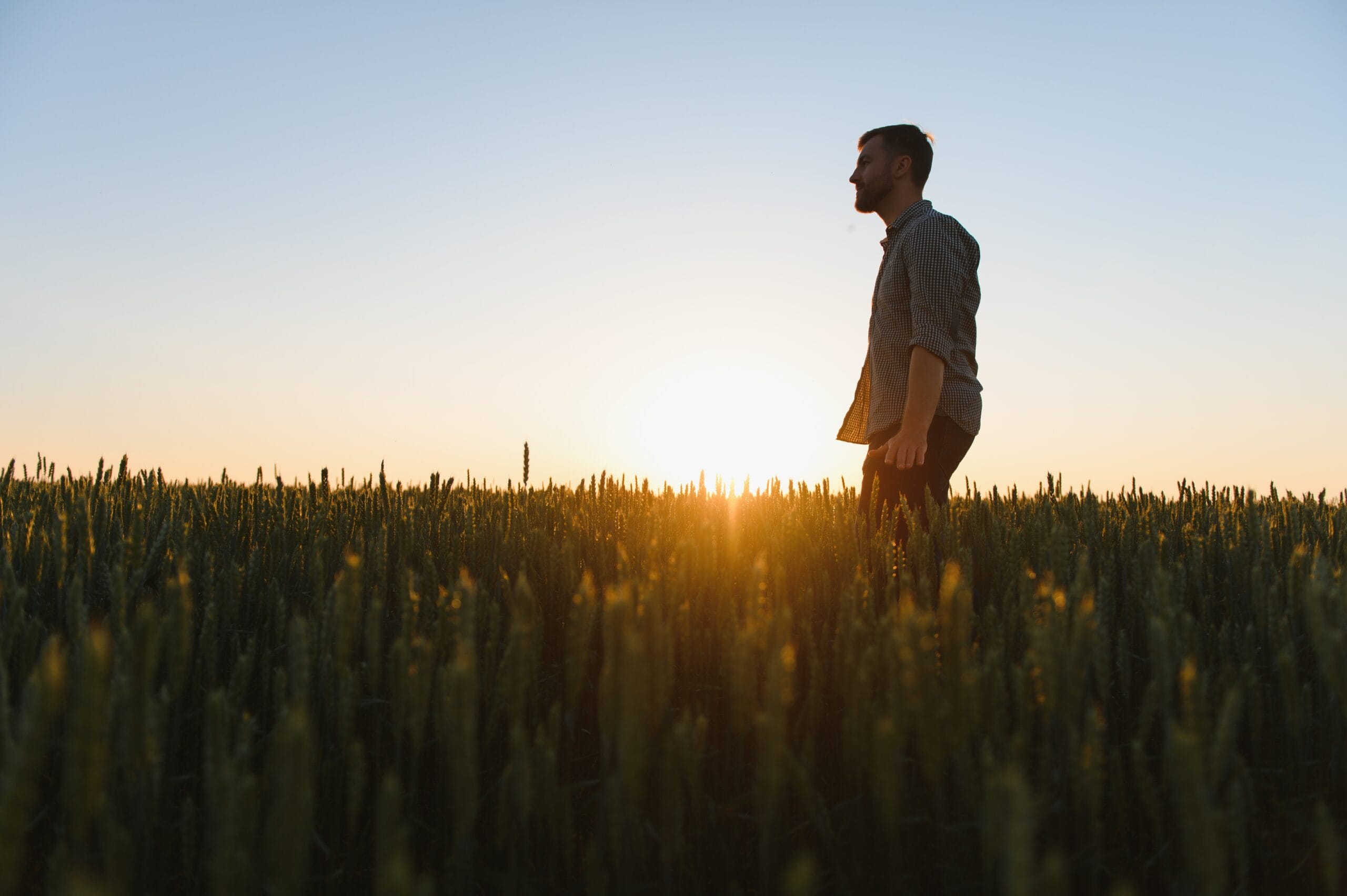 man,walking,in,wheat,during,sunset,and,touching,harvest.